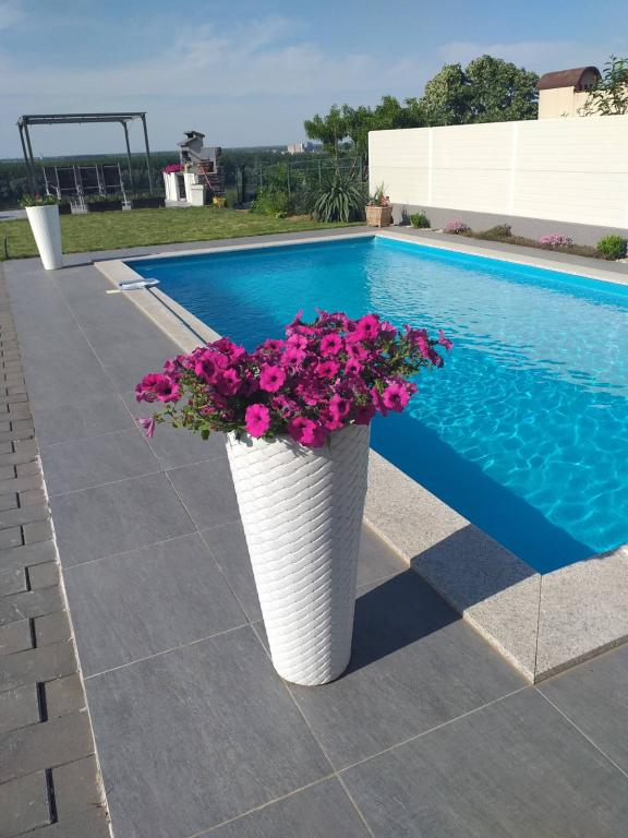 Dvorište - Apartmani 'Dunavski san' ****